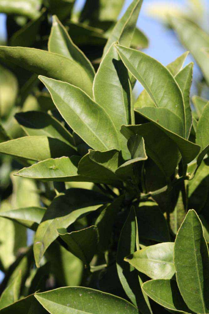            Sun leaves (Riverside, CA)   